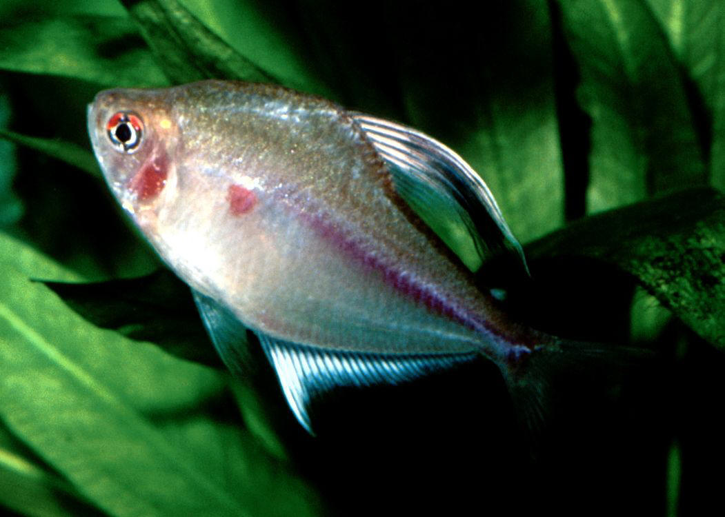 Hyphessobrycon erythrostigma